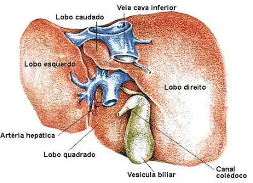 Fígado - Doenças