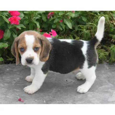 Cão Beagle