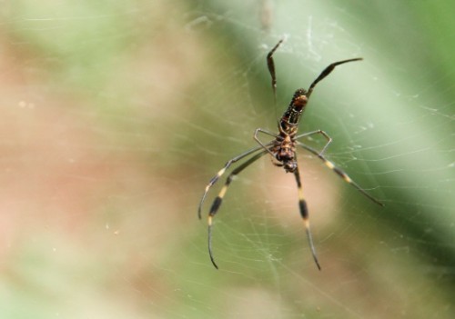 Matando a Aranha