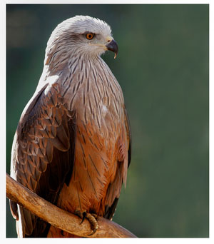 A Importância da Ecologia e da Conservação das Aves