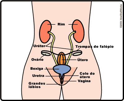 Hormônios Sexuais Femininos