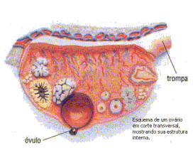 Hormônios Sexuais Femininos