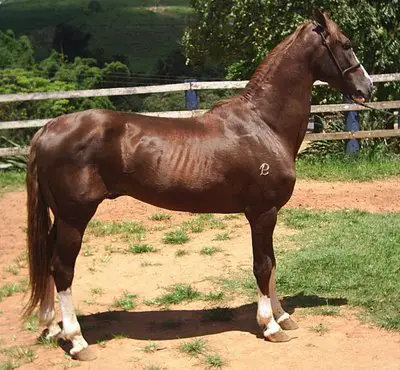 Cavalo Mangalarga Paulista 