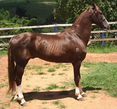 Cavalo Mangalarga Paulista