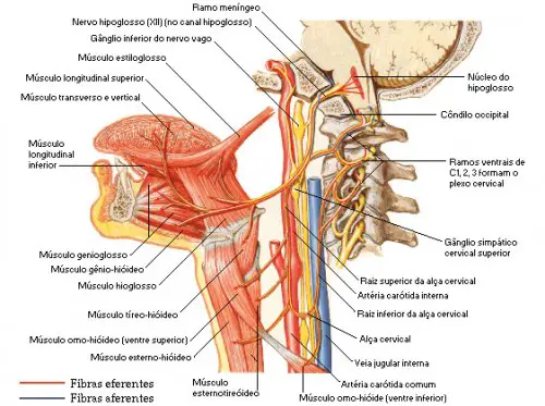 Nervo Hipoglosso