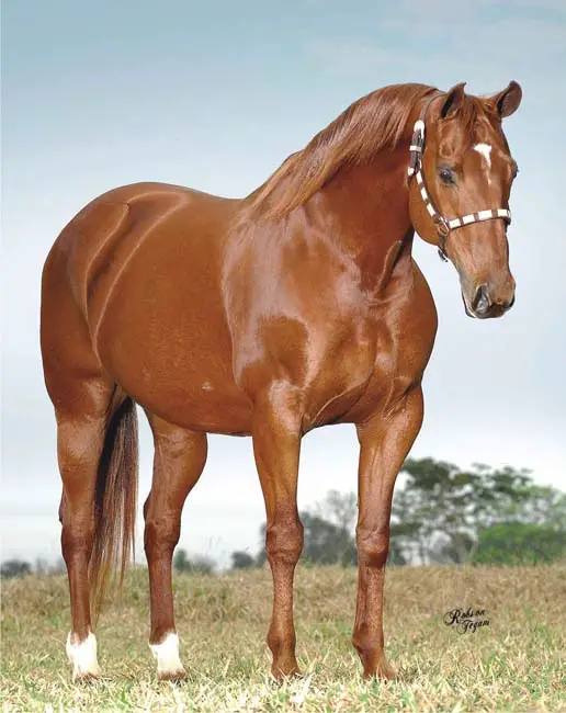 Cavalo Quarto De Milha