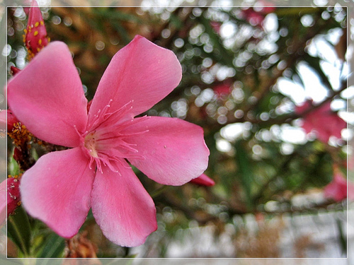 Flor Portulaca Grandiflora: A Popular Onze-horas