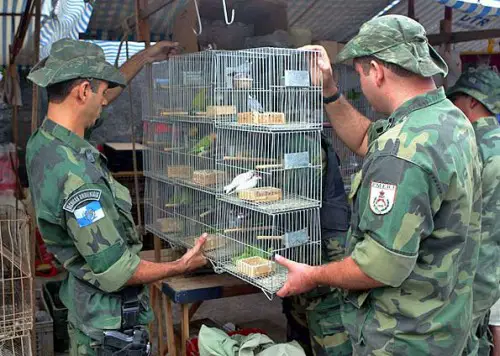 Polícia Florestal