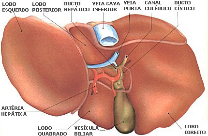  Funções do Fígado