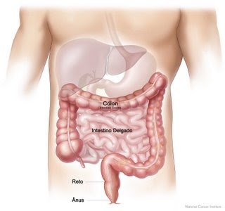 Infecção Gastrointestinal