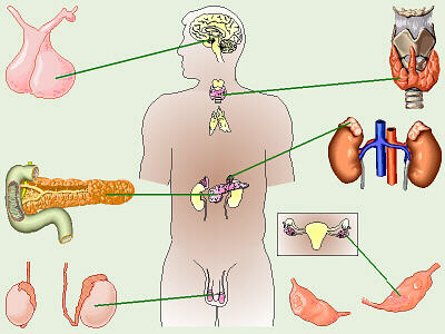 Endocrinologia