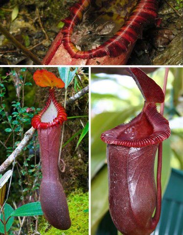 Planta De Jarro Gigante: Nepenthes Attenboroughii