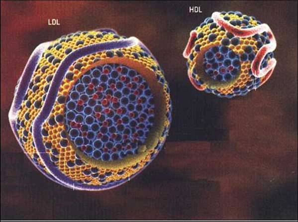 Colesterol e Lipoproteínas: LDL ou HDL