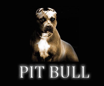 Como Foi Criada a Raça Dos Pit Bulls?