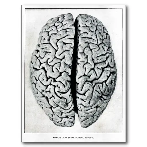 O Cérebro é Cinza! Você Sabe a Cor Do Cérebro?