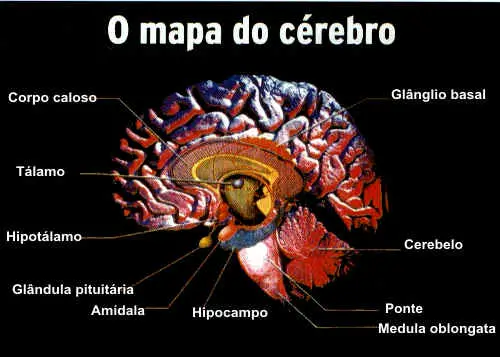 O Cérebro