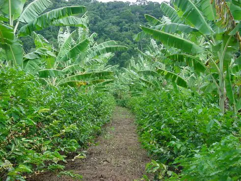 Agricultura Orgânica