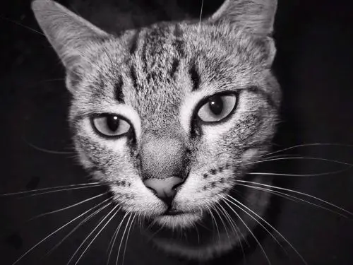 Olhos Animais