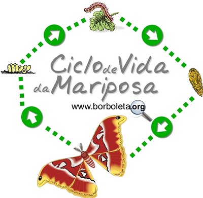 O Ciclo De Vida Da Mariposa