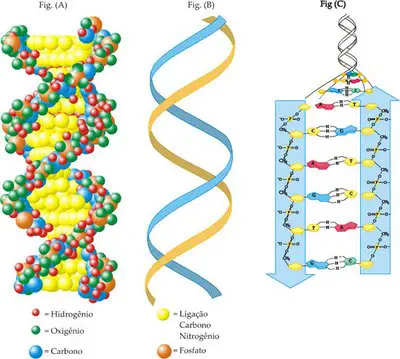 As Características Das Moléculas De DNA