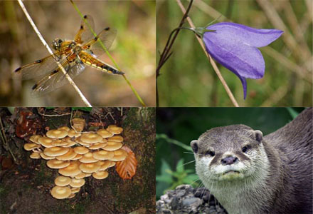 O Que é Biodiversidade?
