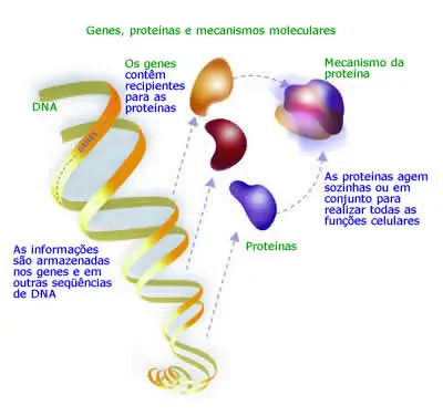 O Que é Um DNA?