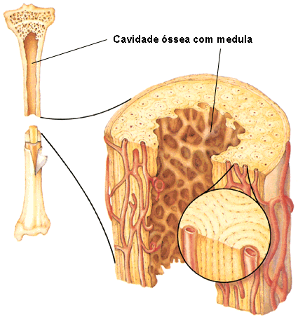 Tudo Sobre a Medula Óssea