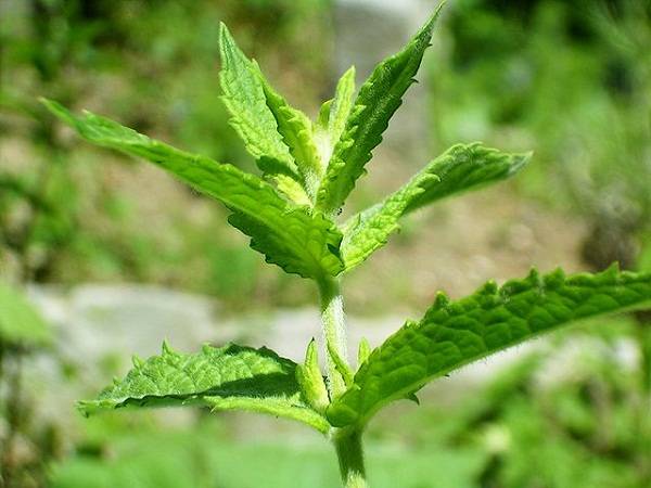 Diferença Entre Menta E Hortela - Menta