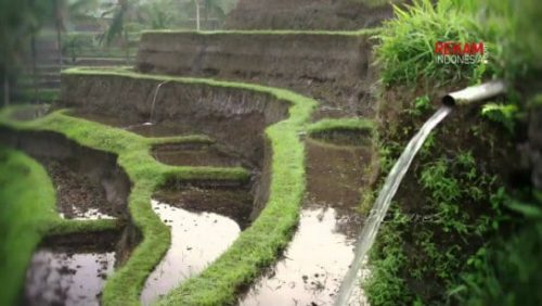 Subak, no Bali