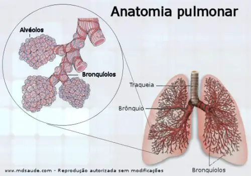 Anatomia do Pulmão