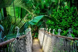 Figura:https://pixabay.com/pt/photos/ponte-p%C3%AAnsil-floresta-tropical-959853/