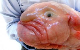 Peixe-Bolha
