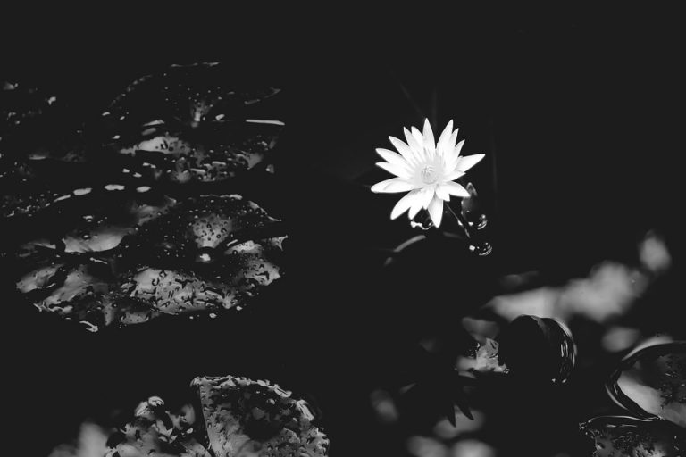 Qual é a Flor que Representa a Morte? Cultura Mix Qual é a Flor que Representa a Morte? Cultura Mix