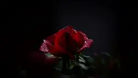 Rosa Vermelha no Escuro