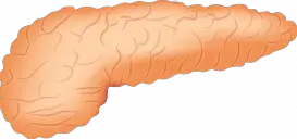 Órgão Pâncreas