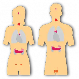 Glândula Adrenal